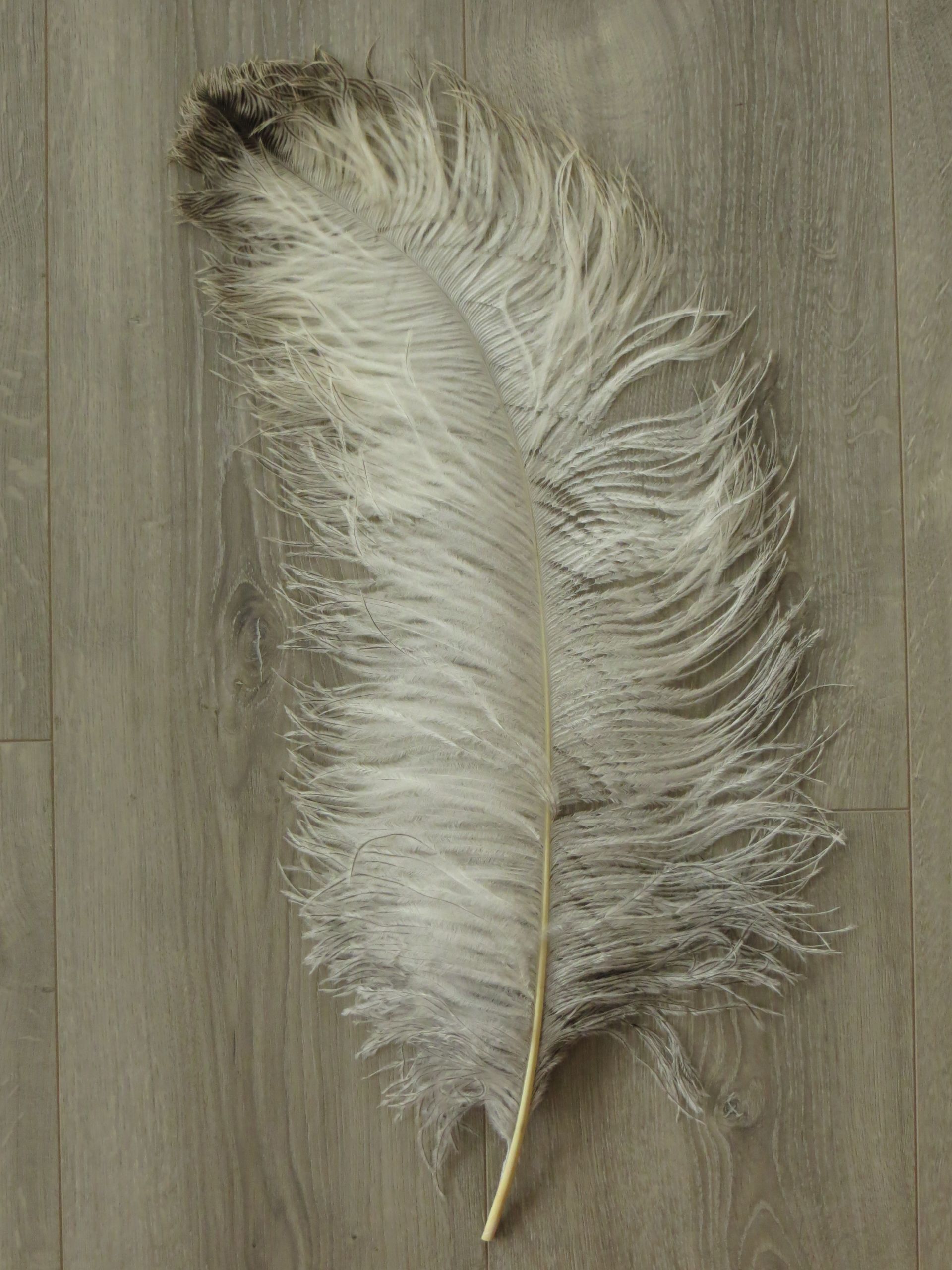 Straußenfeder Luxus - natur