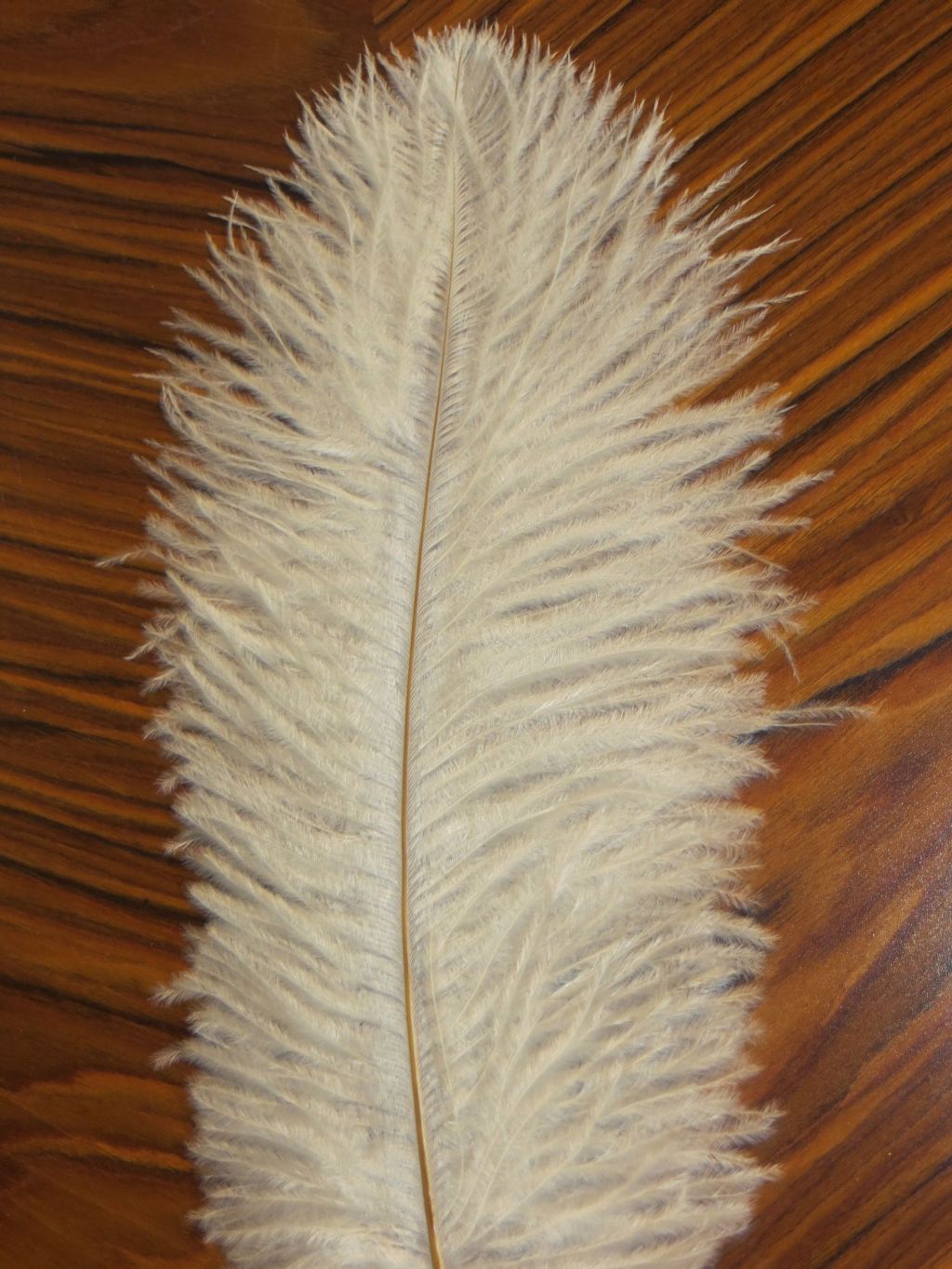 Straußenfeder klein - Reisefeder - creme