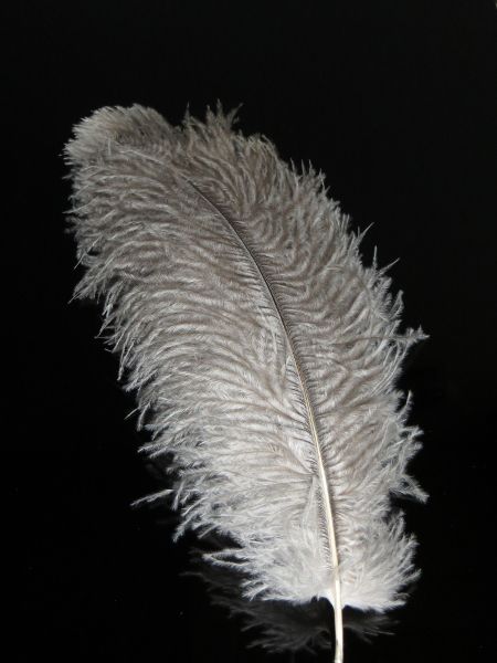 Straußenfeder klein - natur 30 cm
