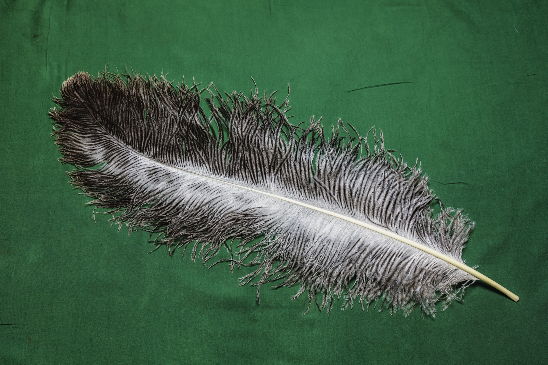 Straußenfeder XL - natur 60 cm